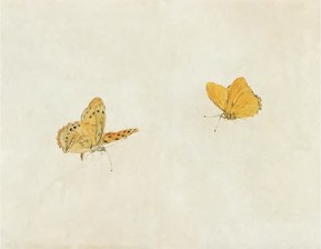 无款 蝶舞 镜心