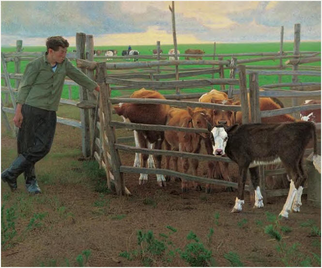 龙力游 准备出栏的好力堡牛犊130×160cm
