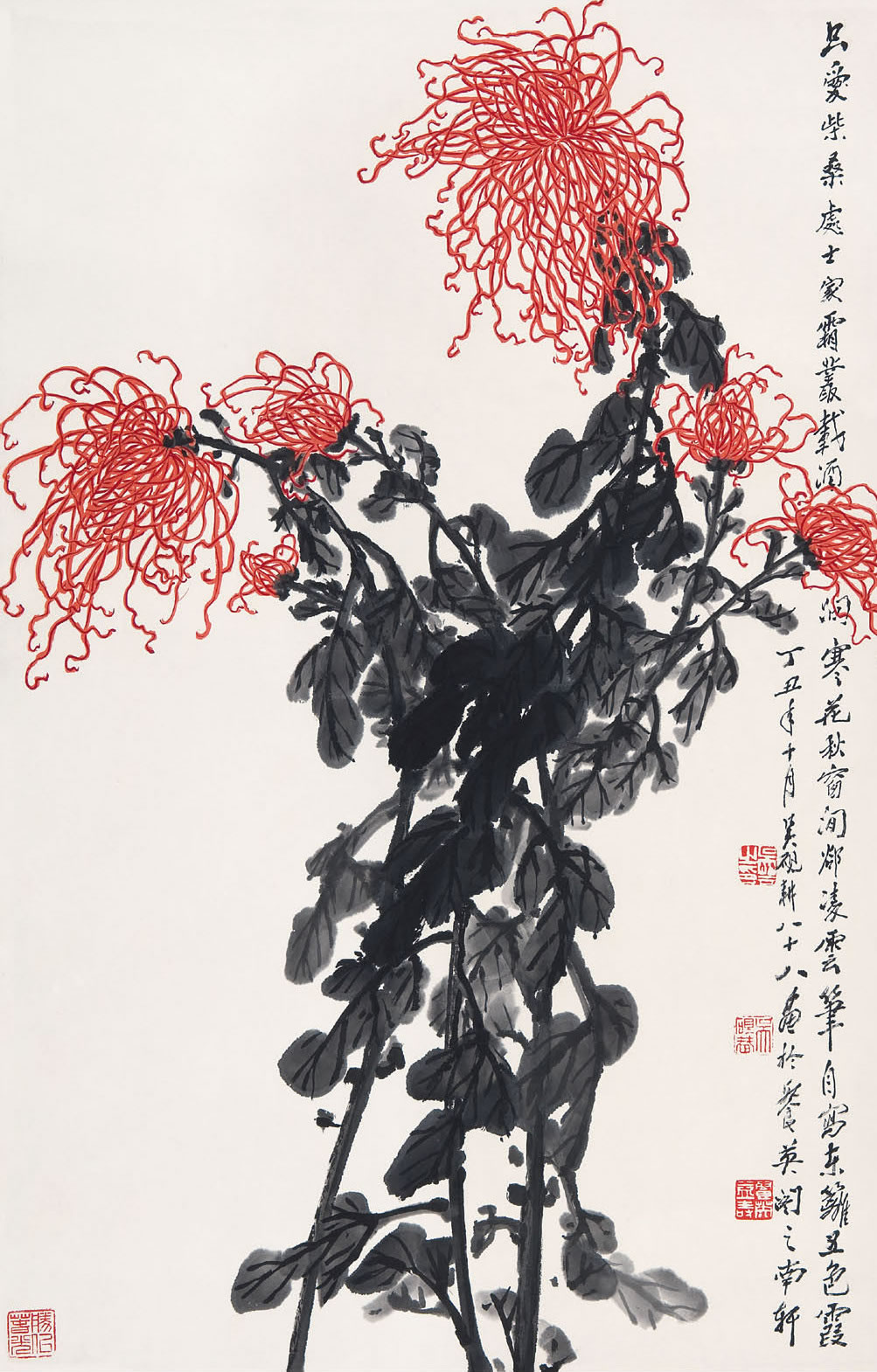 吴砚耕b1910菊花