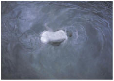 方力钧 1993-1994年作 1993 NO.13179.5×249.5cm