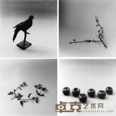 洪磊 2001年作 六个柿子 黄金条枝子 斑鸠标本 一支梅花 40.5×40cm×4；50.8×60.8cm×4