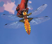 蜻蜓 2002