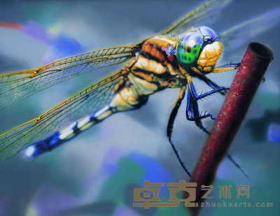 黄蜻蜓 2005 110×140cm 