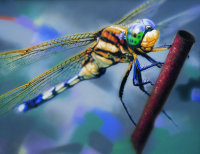 黄蜻蜓 2005