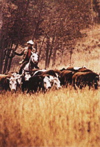 RICHARD PRINCE  Untitled (Cowboys), 1984