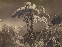 张印泉 1934年作 琼枝玉树