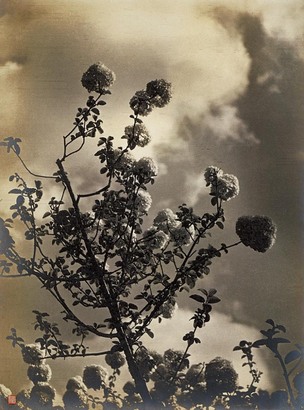郎静山 花卉