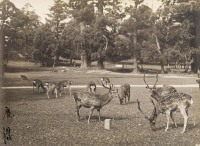 舒新城 1929年作 鹿