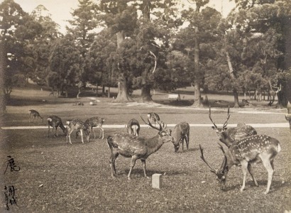 舒新城 1929年作 鹿