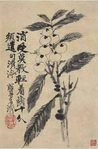 石涛（1642～1718）枇杷图