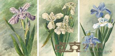 陶冷月 1915-1916年作 鸢尾花 (共三幅) 23.1×15.4cm;22.2×15.3cm;23.3×14.6cm